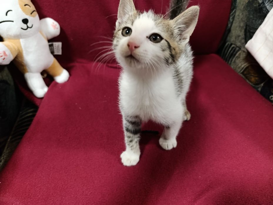 Motănel spre adopție
