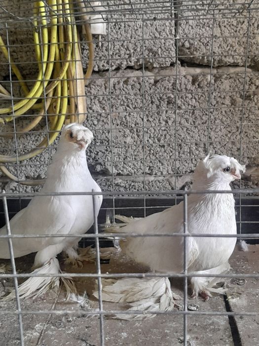 Птицы Голуби. Шымкент