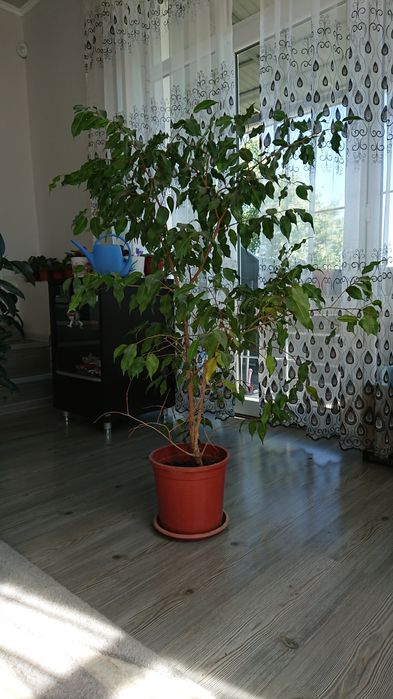 Большой фикус Бенджамина