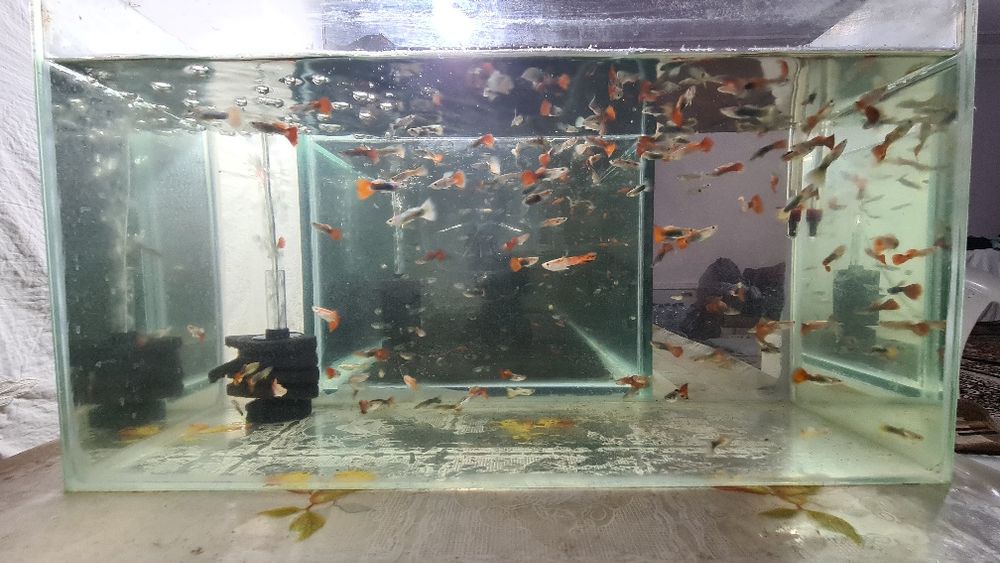 Продаются рыбки гуппи