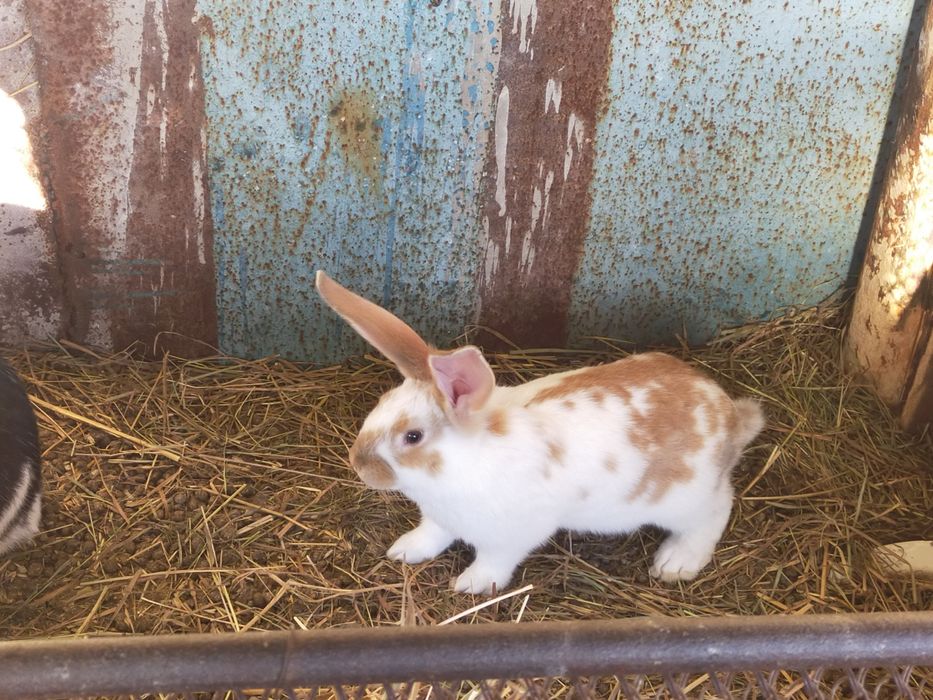 Крольчата  продам
