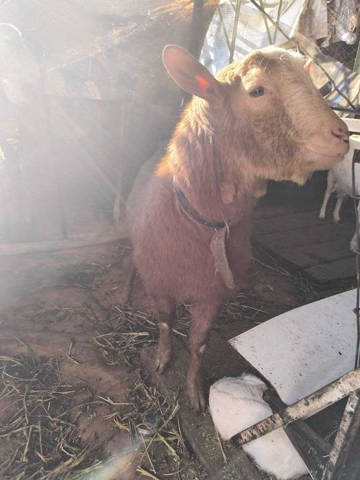 Аренда козла посуточно