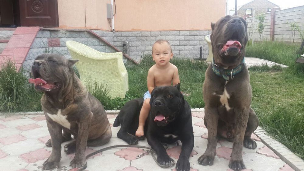 Кинолог дрессировщик