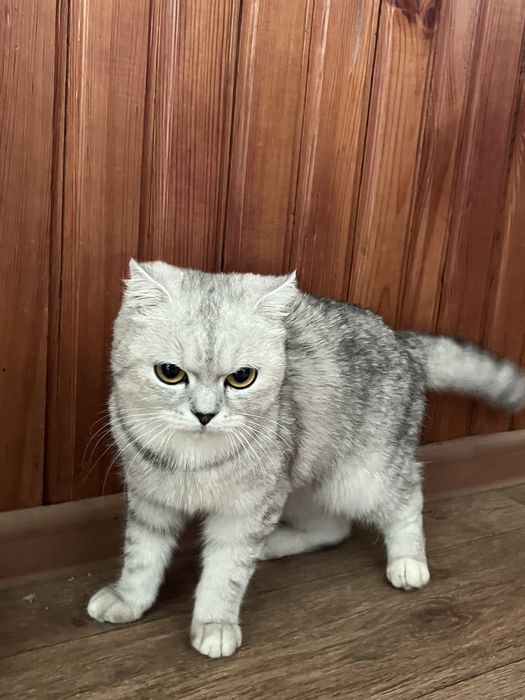 шотландская кошка,шотландский котёнок...