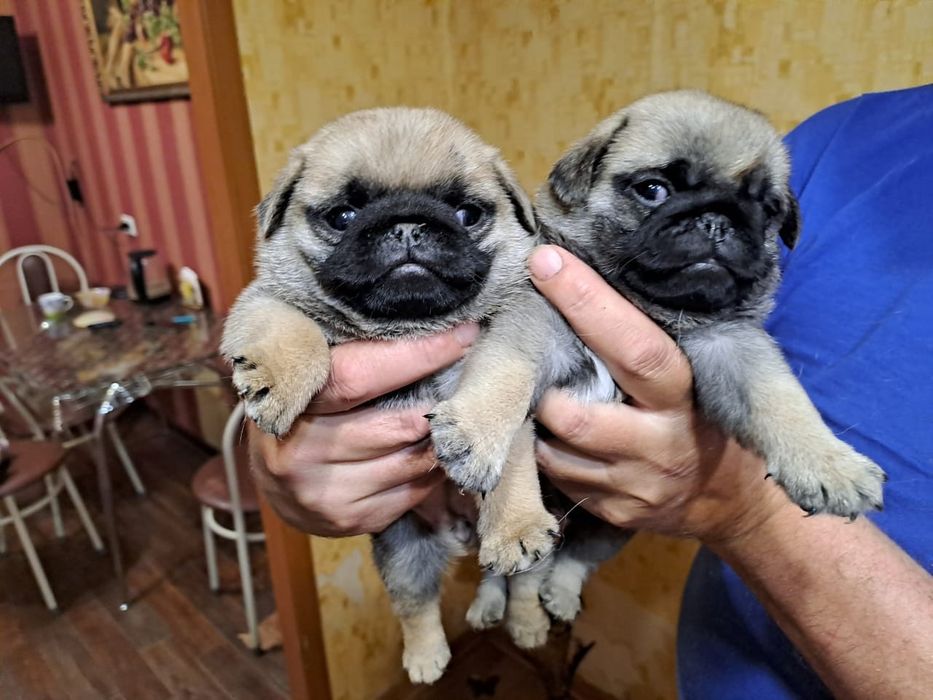 Продам щенков Мопса.