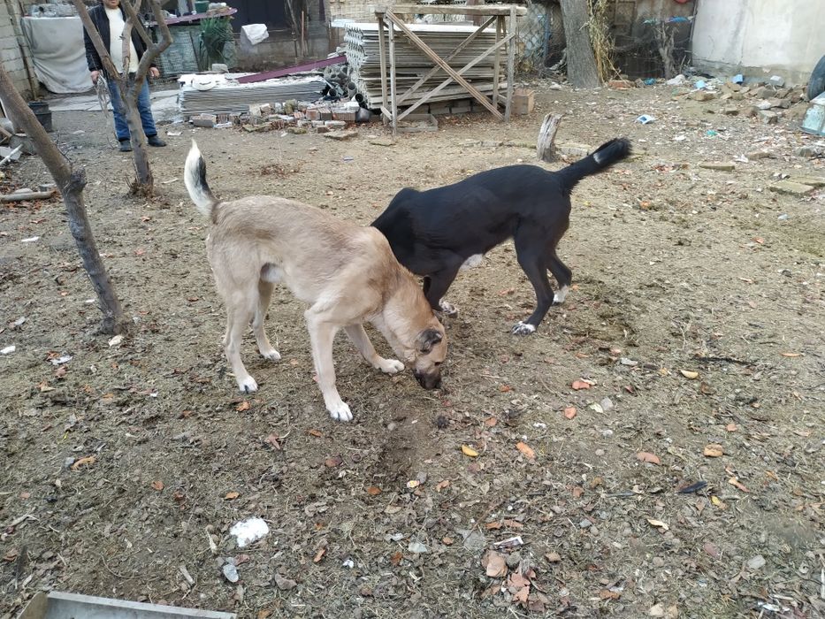 Alabay kangal sotiladi