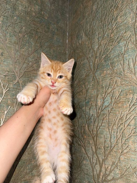 Котята бесплатно домашние