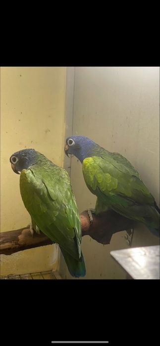 Papagali caique & amazon