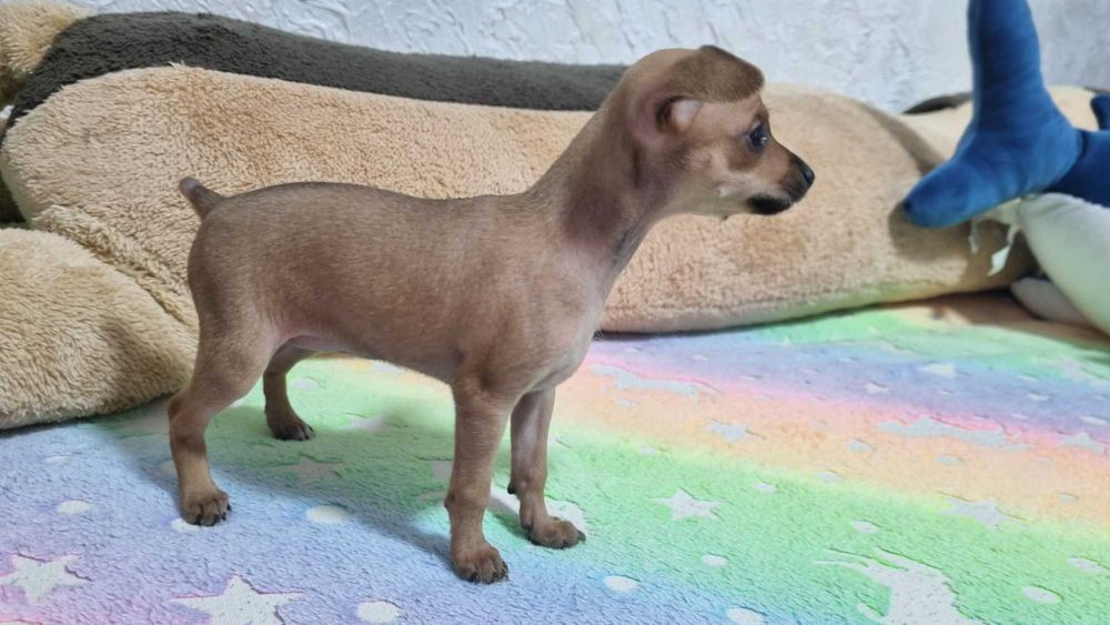 Русский той-терьер мини