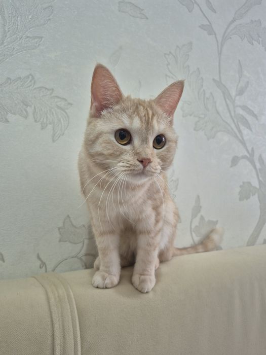 Отдам котёнка 1 год