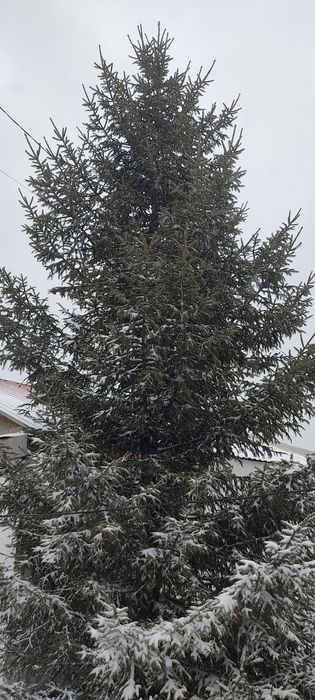 Продам         ель