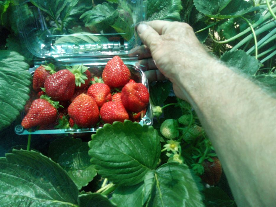 De vânzare stoloni de căpșuni și miere de albine