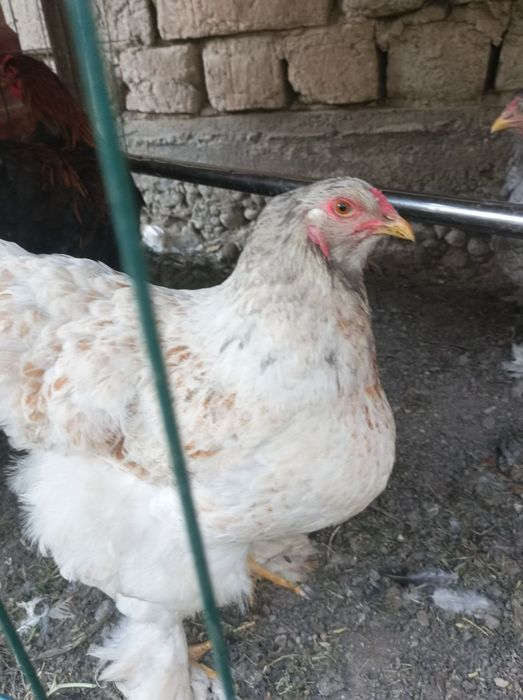 Brama Ho'rozlari sotiladi