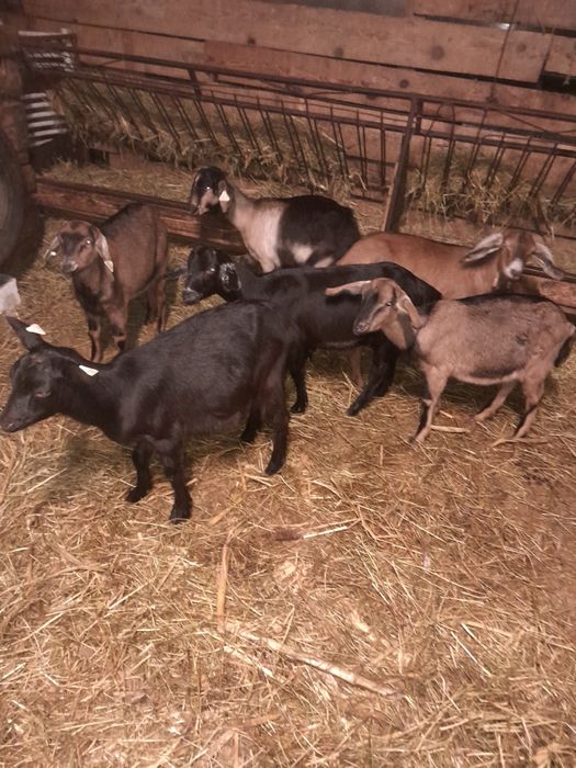 2  Capre de lapte și 7  iede