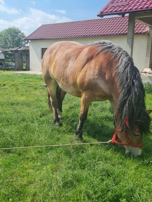 Vând iapa de 6 ani