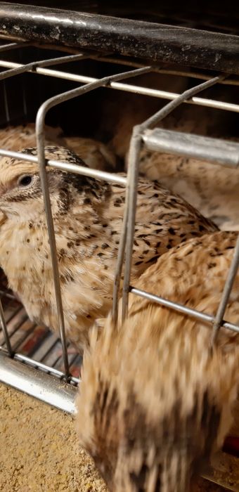 Carne si oua de prepelita