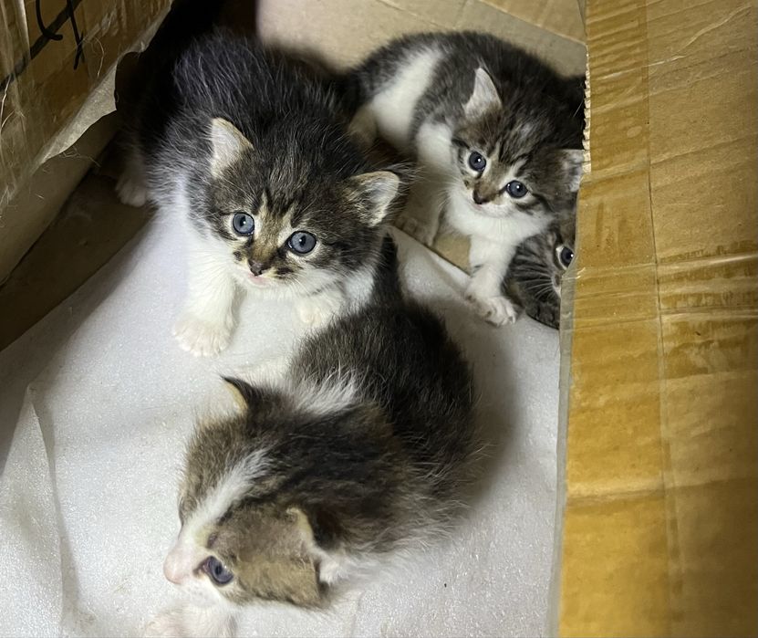 Котята бесплатно