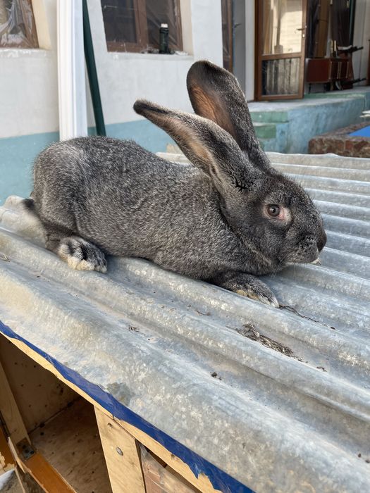 Quyon velikan toza qon