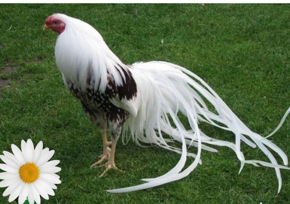 Yakogama tovuq tuxumlari sotiladi