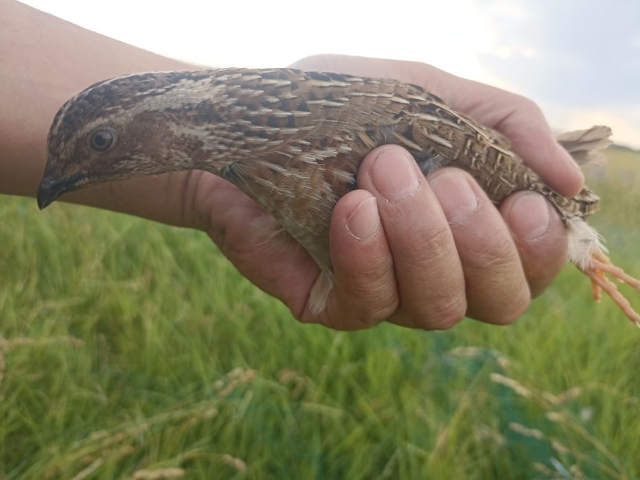 Клетки для перепёлок Кабак.