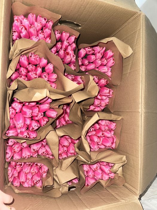 Тюльпан оптом белорусский