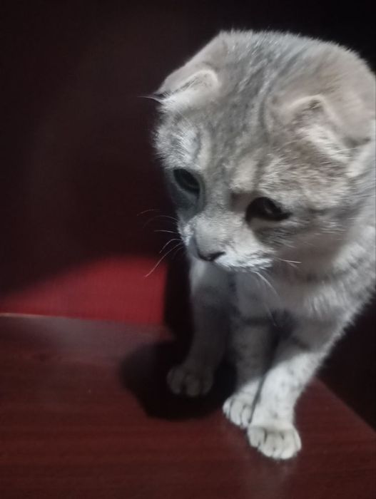 Zotli mushuk sotiladi