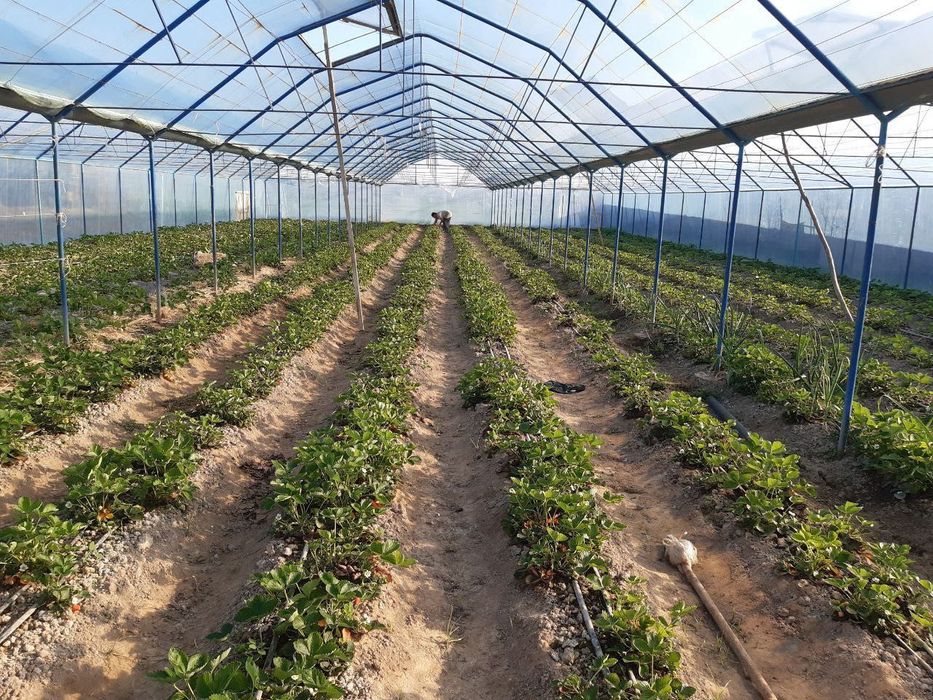 Uy-uchastka sotiladi