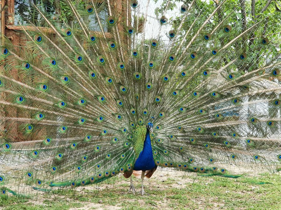 Пауни на 10 месеца