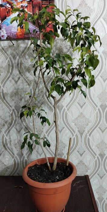 Продам фикусы цветы