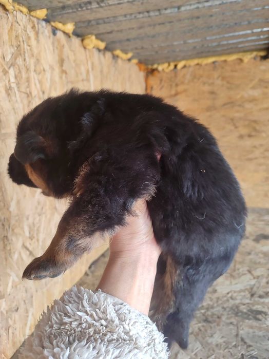 Щенки немецкой овчарки