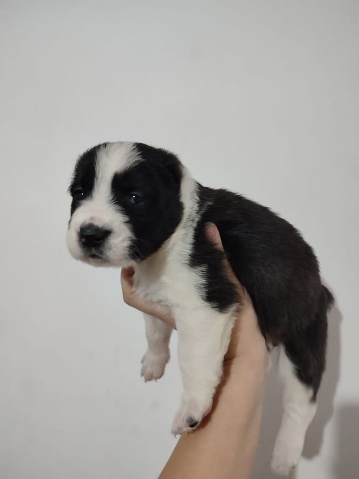 Төбет алабай ченок күшік сатам продам