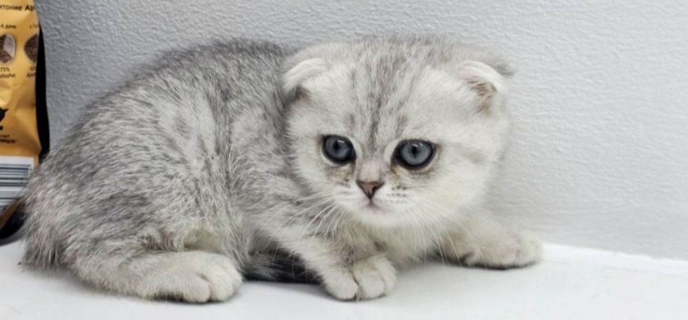 висЛоуХие ПлЮшевыЕ коТята