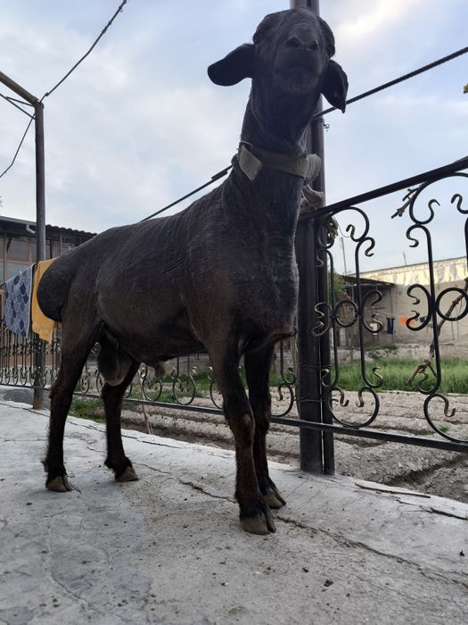 Qizil kashtan qochqor sotiladi