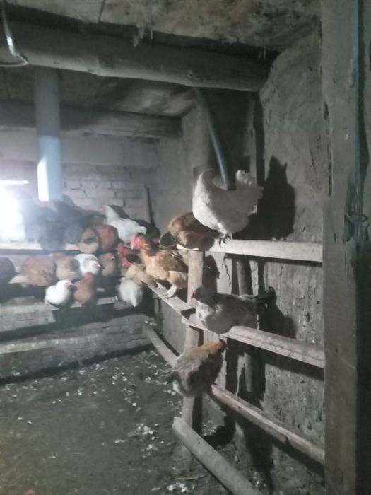 Продам куриц, петухов