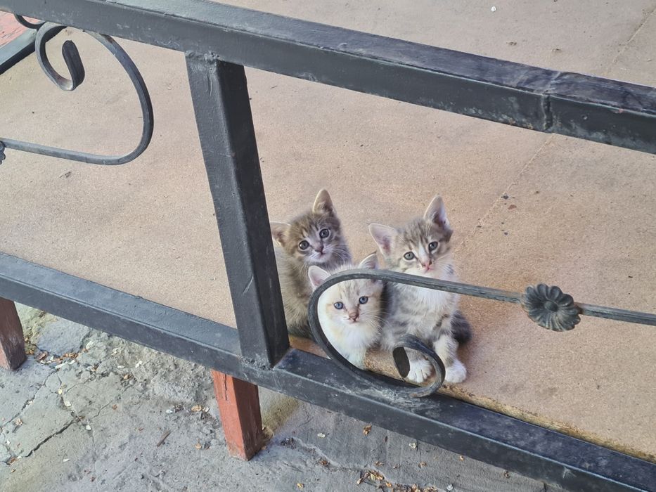 Котята в добрые руки