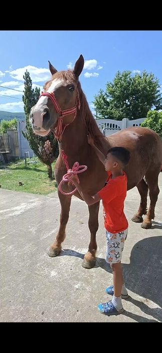 Vând iapa cu ham și căruță Urgent