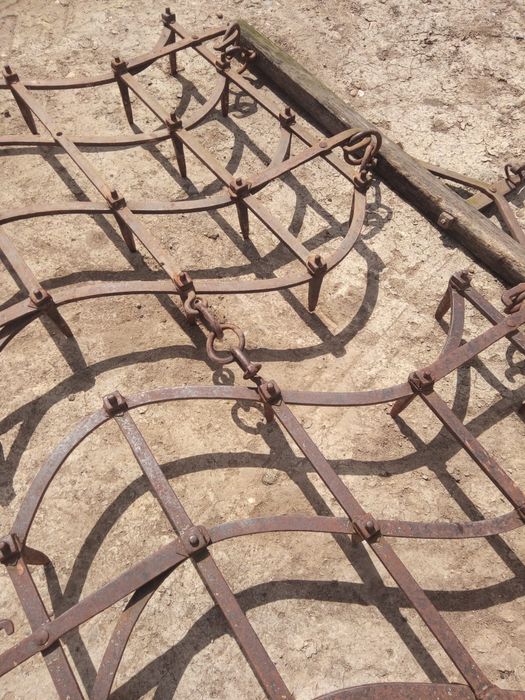 Grape grapi de vanzare