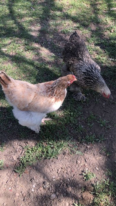 Инкубационные яйца брама