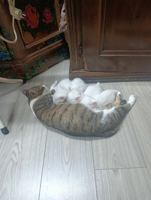 Продам котят турецкой породы