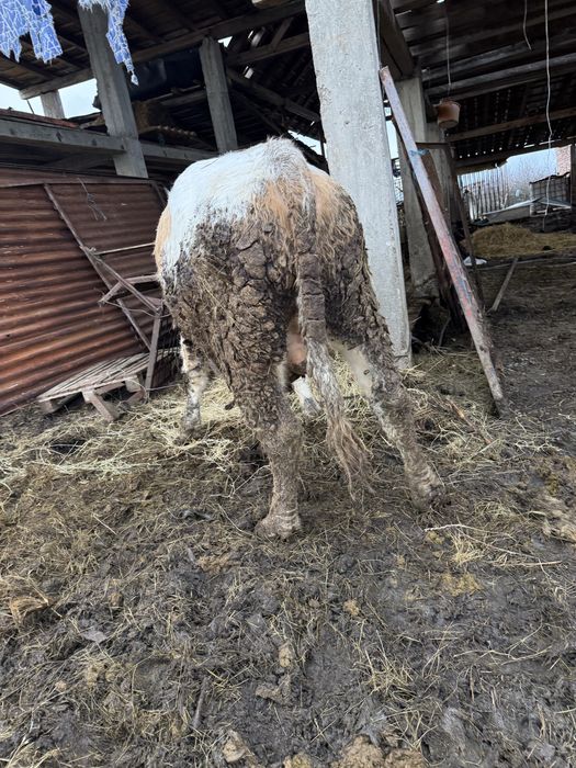 Vand viței de tăiat