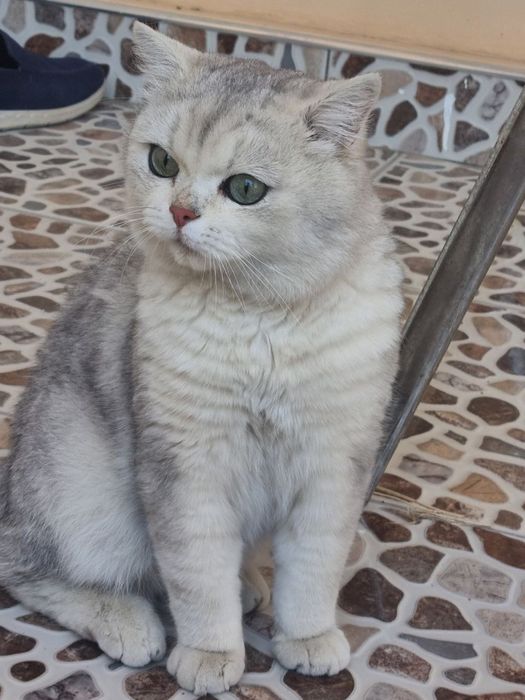 Чистая порода Британский шиншилла вязка