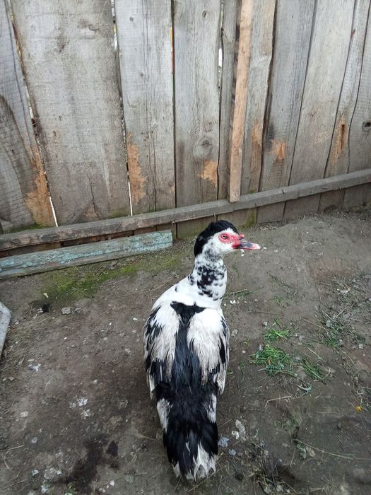 Продам индоселеня молодого