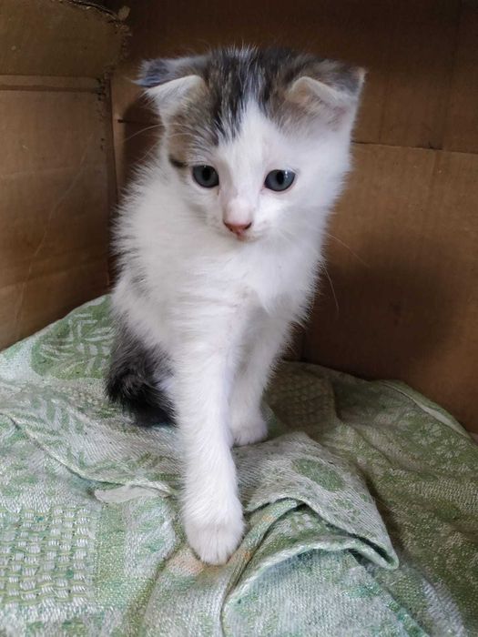 Отдам котят бесплатно