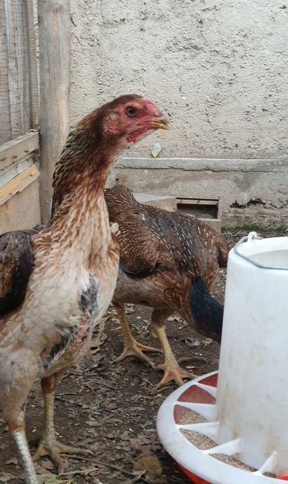 Туляк Қытай заты