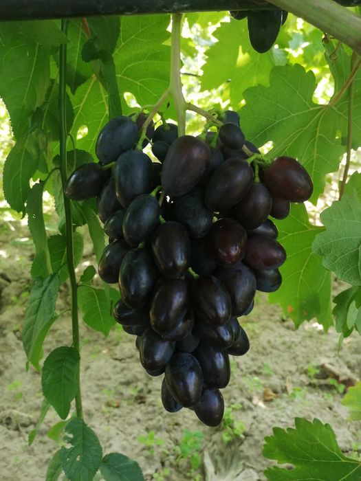 Vita de vie soiuri pentru boltă