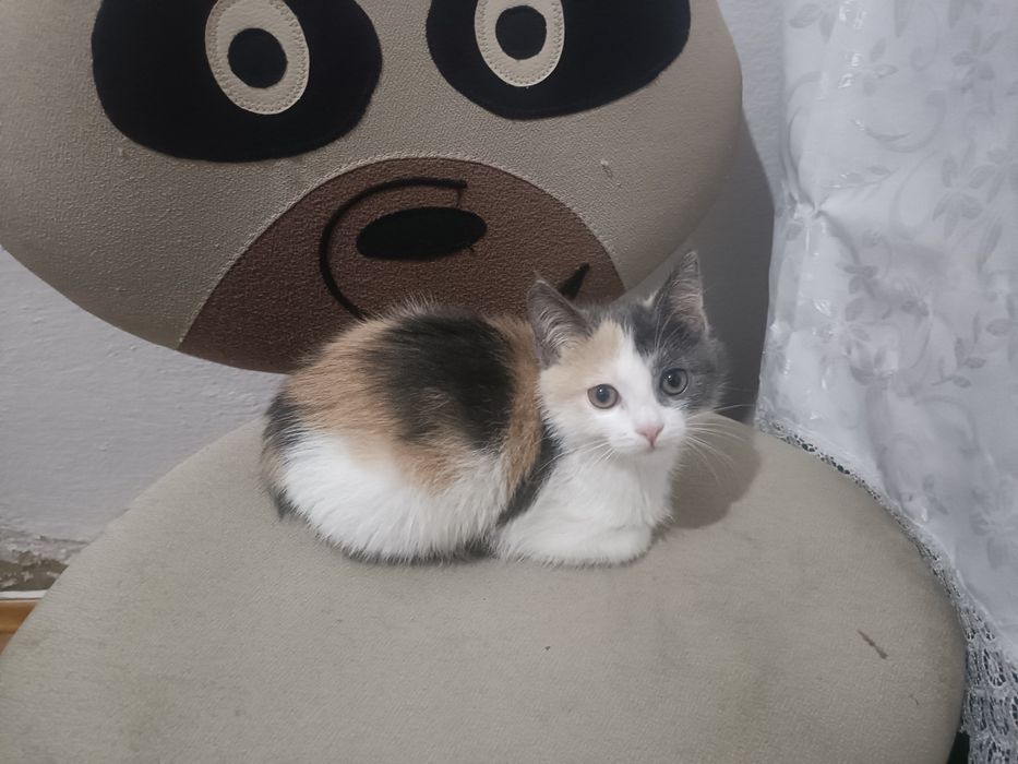 Котенок бесплатно