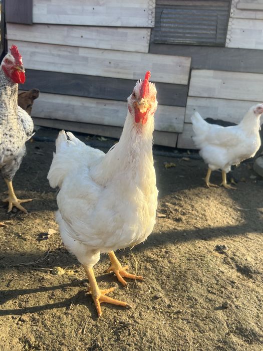 Vând cocoș tânăr