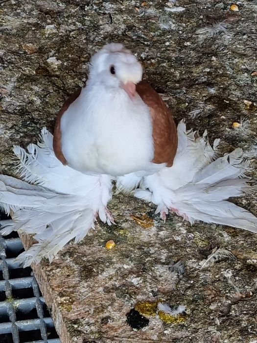 Porumbei rândunele scut