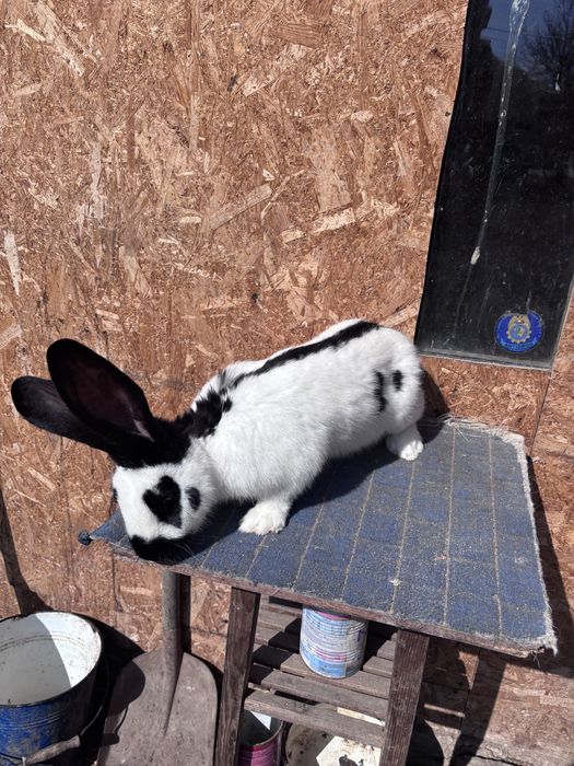 Mascul fluture german