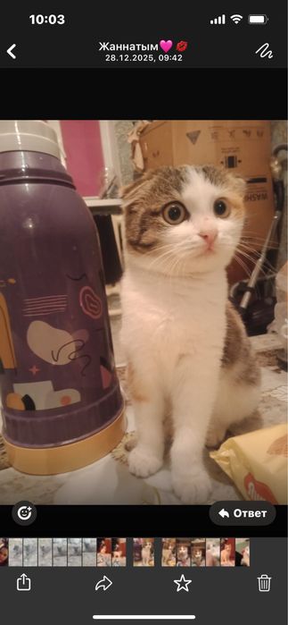 Котенки шотландцы.